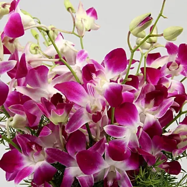 Stunning Purple Orchid Bunch
